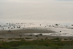 Wattenmeer Sandwatt Schlickwatt Nordsee